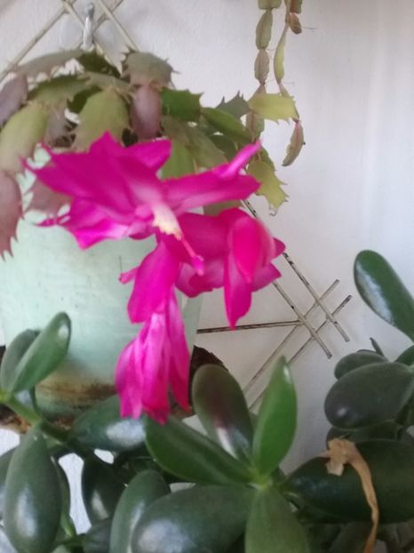  - Schlumbergera