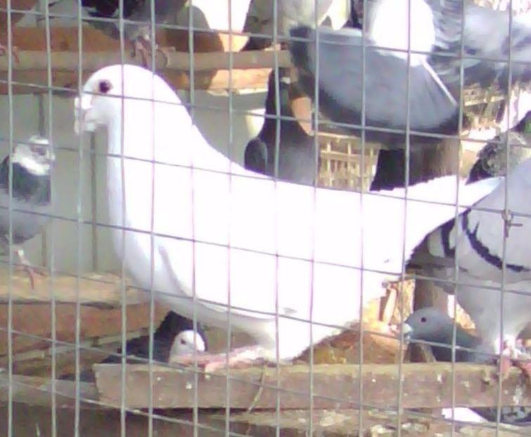 Mascul 2015 - Standar amintiri