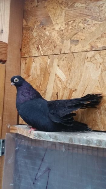  - Negri trenati de bucuresti - negri turci