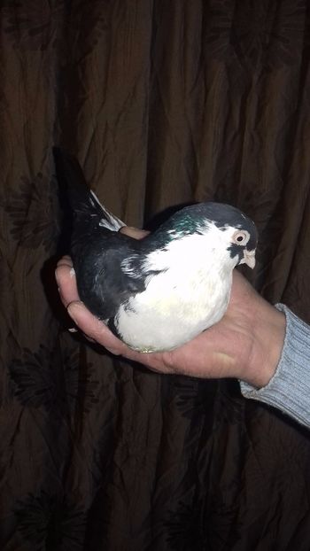  - de la alex motoaca