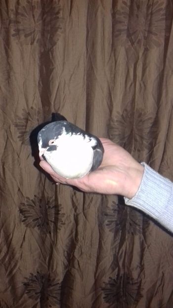  - de la alex motoaca