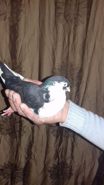  - de la alex motoaca