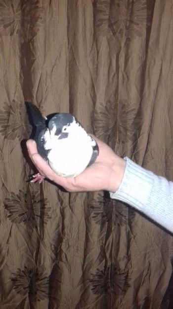 . - de la alex motoaca