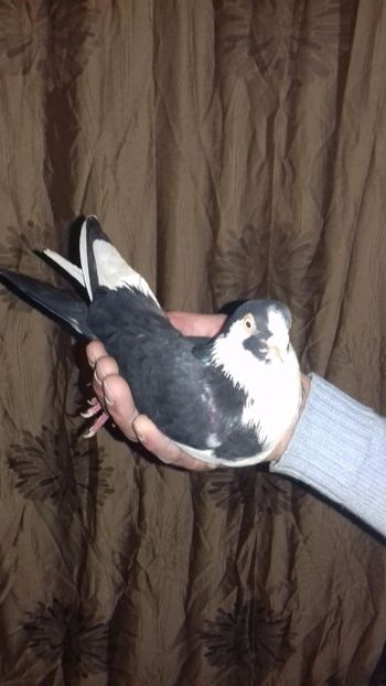  - de la alex motoaca