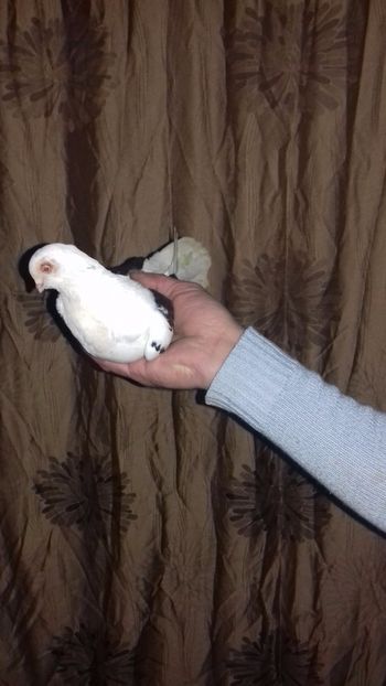  - de la alex motoaca