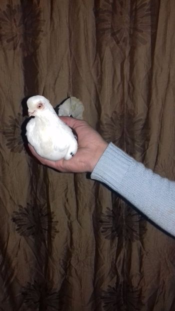  - de la alex motoaca