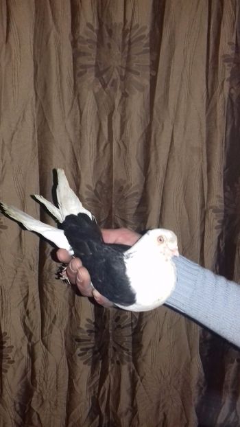  - de la alex motoaca