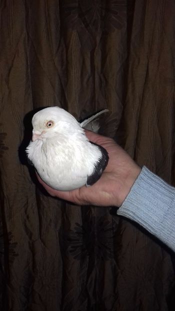  - de la alex motoaca