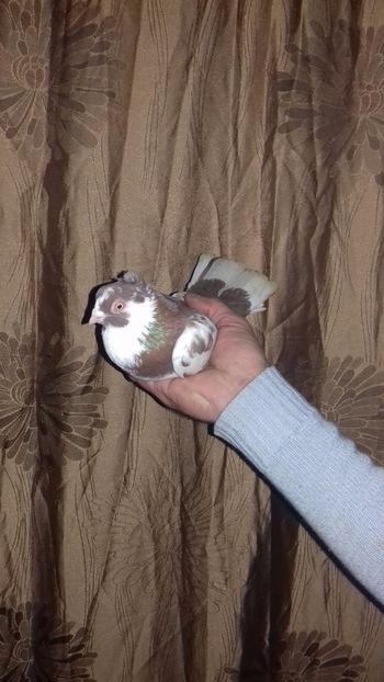  - de la alex motoaca