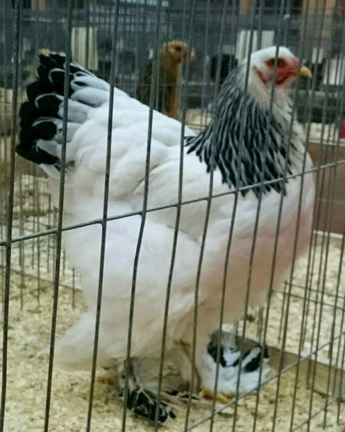 F1 BHD 95 P  NATIONALA - EXPOZITIA CLUB BRAHMA-COCHIN - NATIONALA BUCURESTI 8-10 12 2017