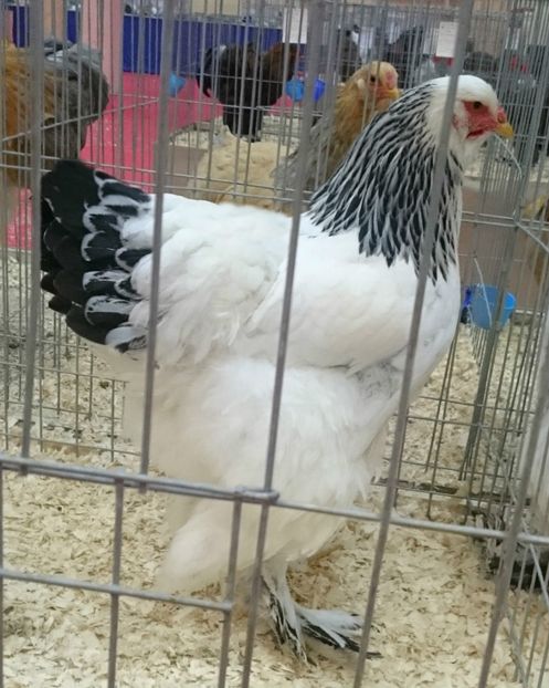 F2 BHD 95 P  NATIONALA - EXPOZITIA CLUB BRAHMA-COCHIN - NATIONALA BUCURESTI 8-10 12 2017