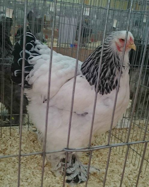 F3 BHD 94 P  NATIONALA - EXPOZITIA CLUB BRAHMA-COCHIN - NATIONALA BUCURESTI 8-10 12 2017