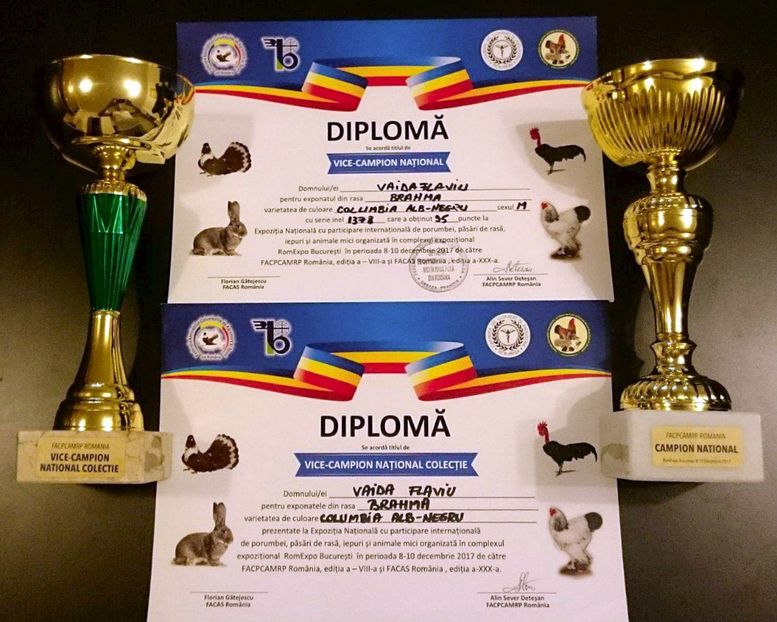 NATIONALA - EXPOZITIA CLUB BRAHMA-COCHIN - NATIONALA BUCURESTI 8-10 12 2017
