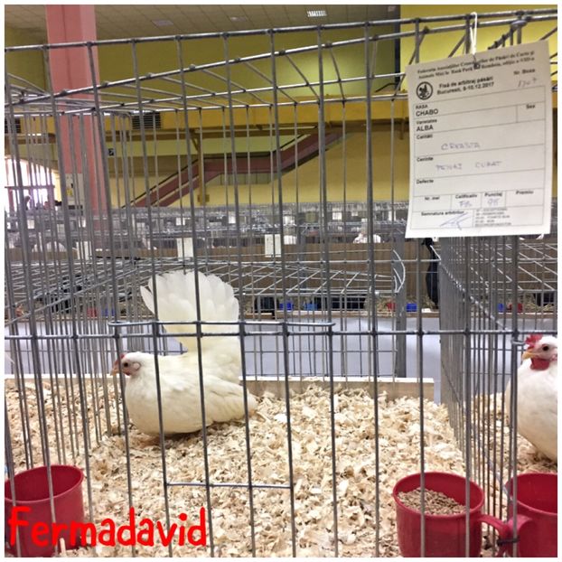  - Expozitia Nationala a Romaniei Romexpo 2017