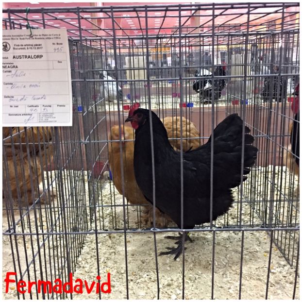  - Expozitia Nationala a Romaniei Romexpo 2017