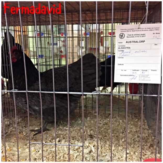  - Expozitia Nationala a Romaniei Romexpo 2017