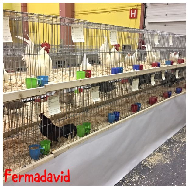  - Expozitia Nationala a Romaniei Romexpo 2017