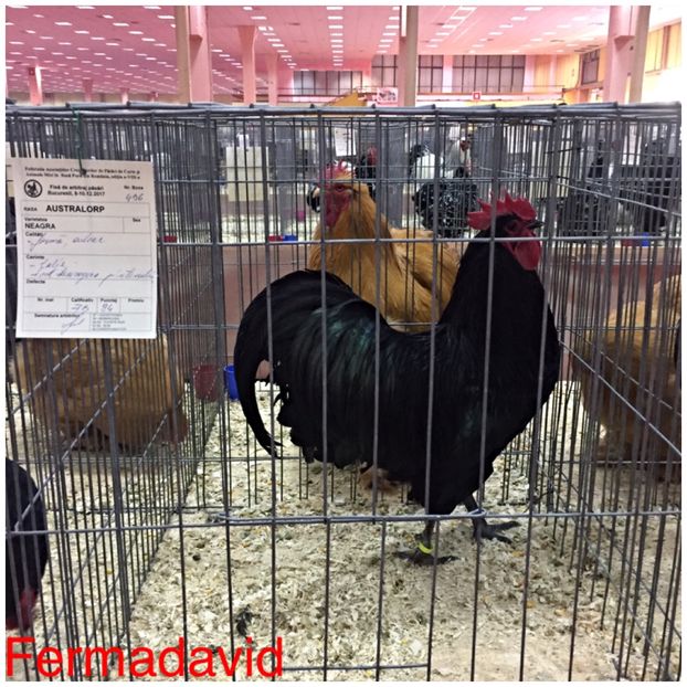  - Expozitia Nationala a Romaniei Romexpo 2017