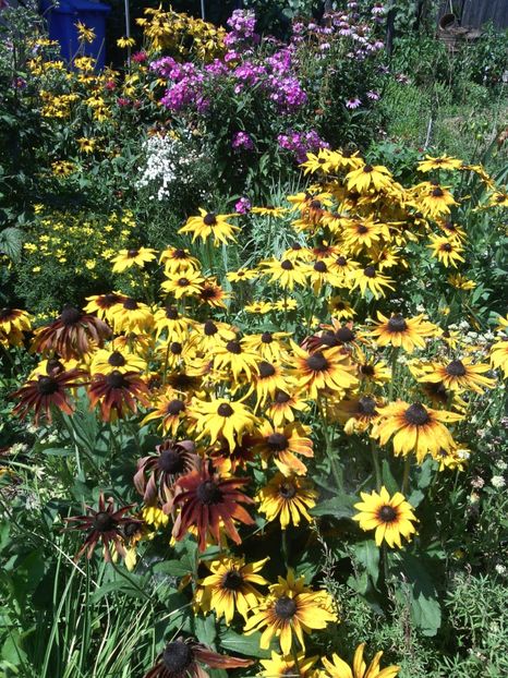  - 01-Flori din curtea mea 2017