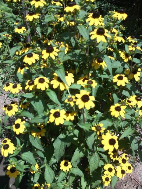  - 01-Flori din curtea mea 2017