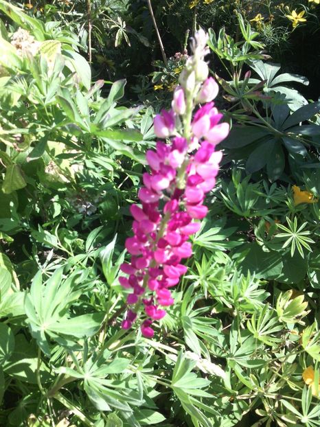  - 01-Flori din curtea mea 2017