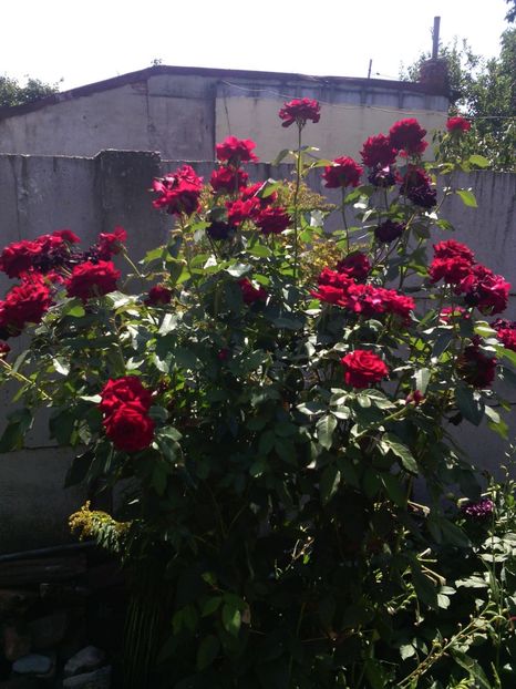 11.08.2017 - 01-Flori din curtea mea 2017