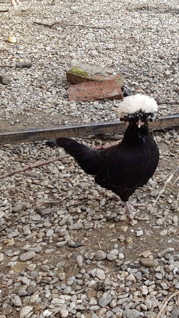  - 2017 Motata olandeza