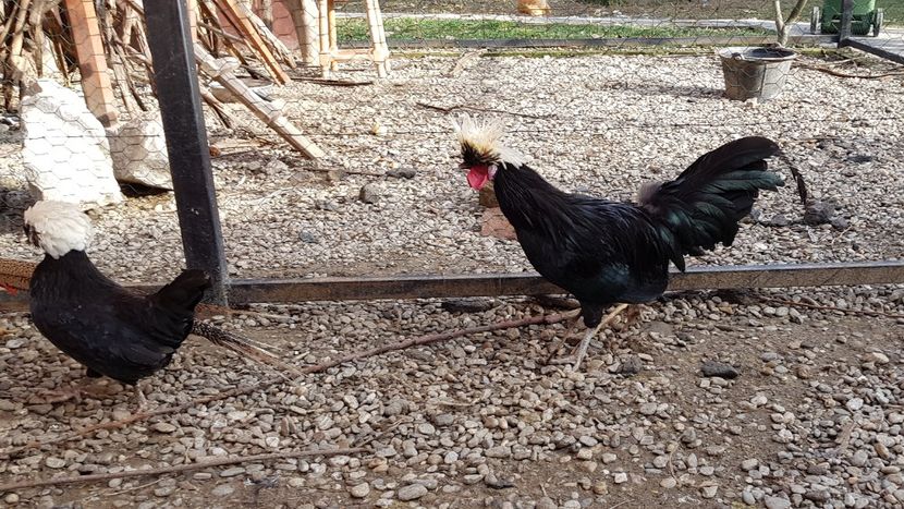  - 2017 Motata olandeza