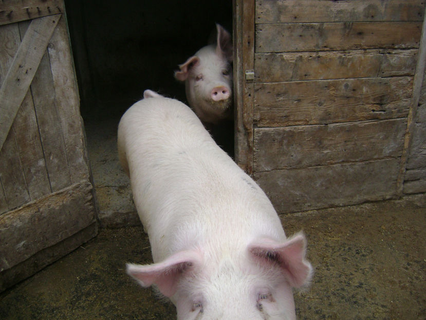  - PORCI PETRAN PATAT SI ALB 2017