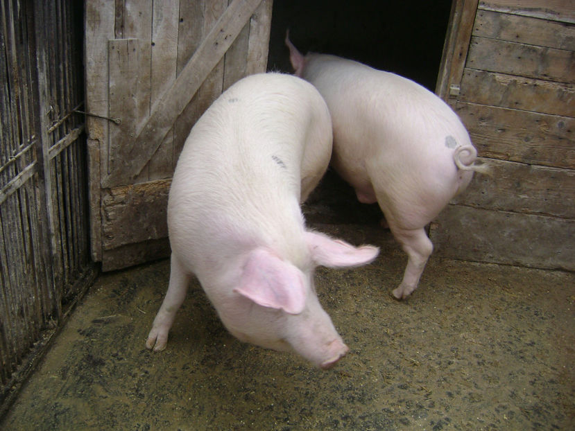  - PORCI PETRAN PATAT SI ALB 2017