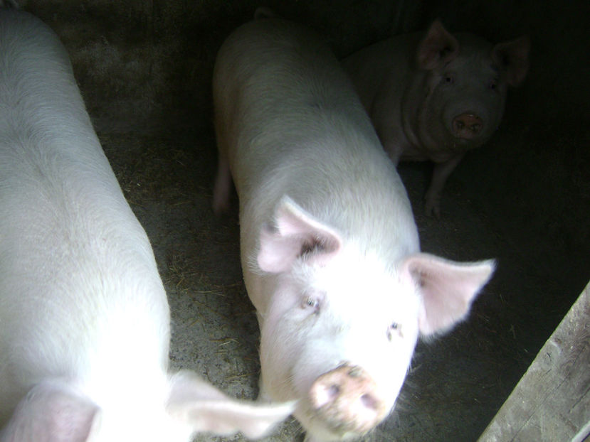  - PORCI PETRAN PATAT SI ALB 2017