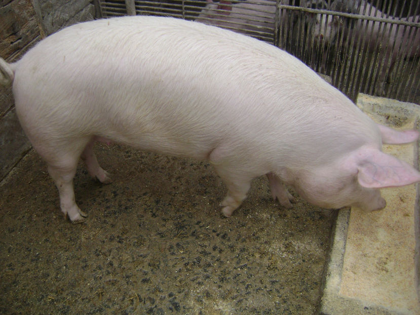  - PORCI PETRAN PATAT SI ALB 2017