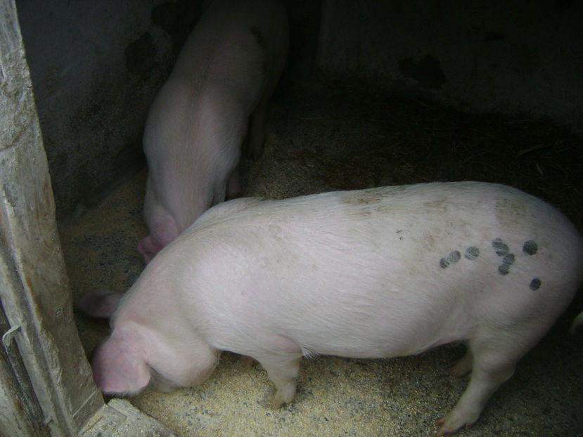  - PURCEI RASA LANDRACE 2017