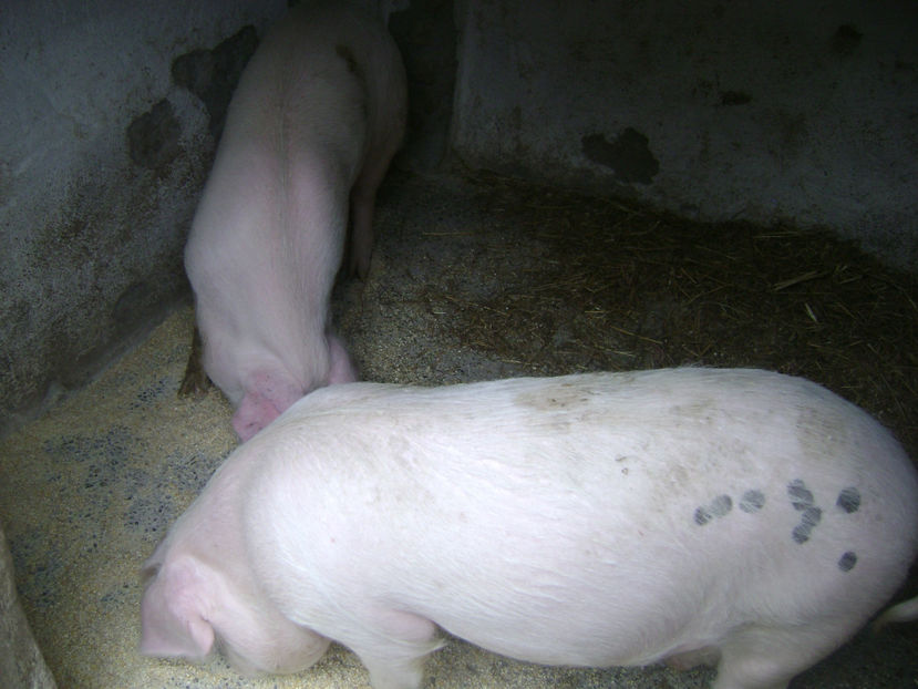  - PURCEI RASA LANDRACE 2017