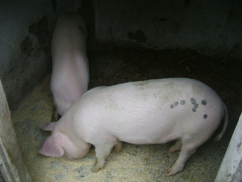  - PURCEI RASA LANDRACE 2017