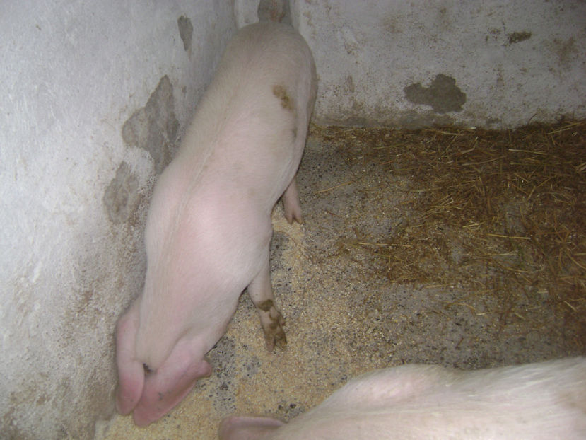  - PURCEI RASA LANDRACE 2017