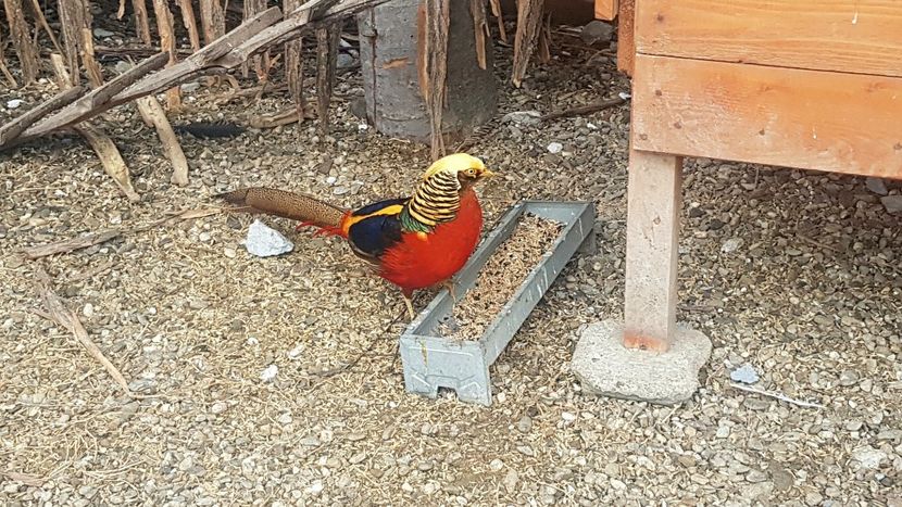  - 2017 Fazani auriu pe rosu