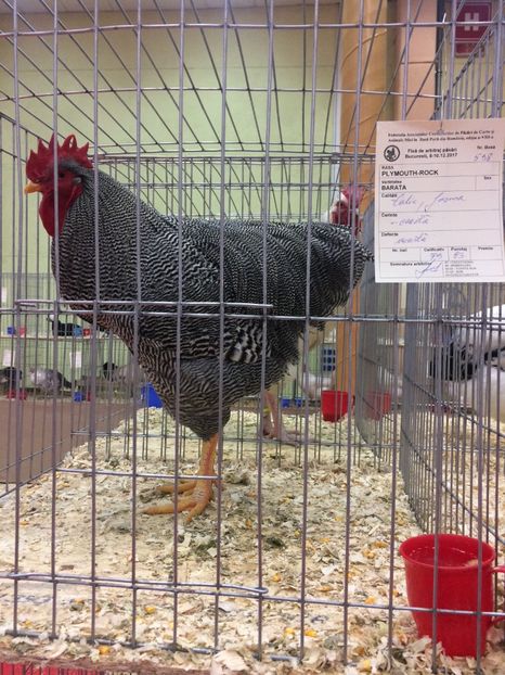  - Expoziția Naționala București 2017