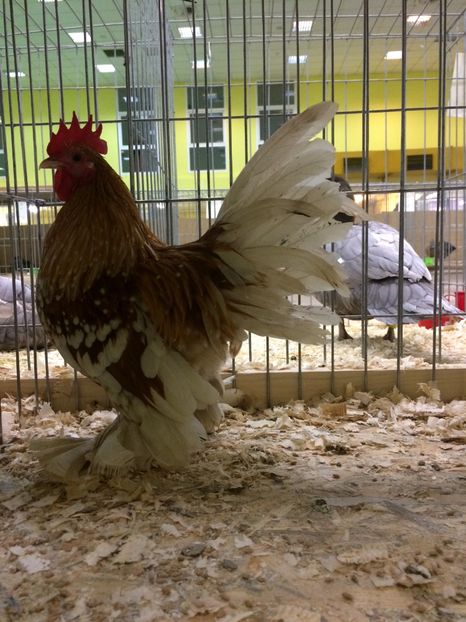  - Expoziția Naționala București 2017