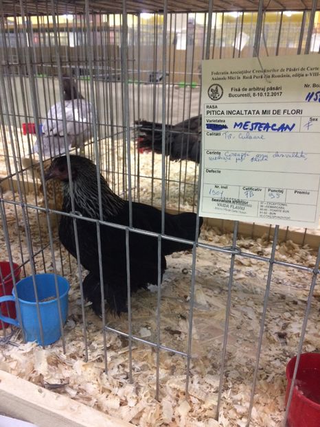  - Expoziția Naționala București 2017