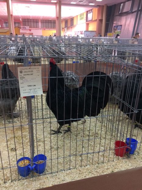  - Expoziția Naționala București 2017