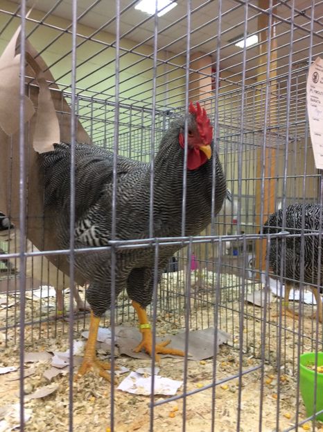  - Expoziția Naționala București 2017