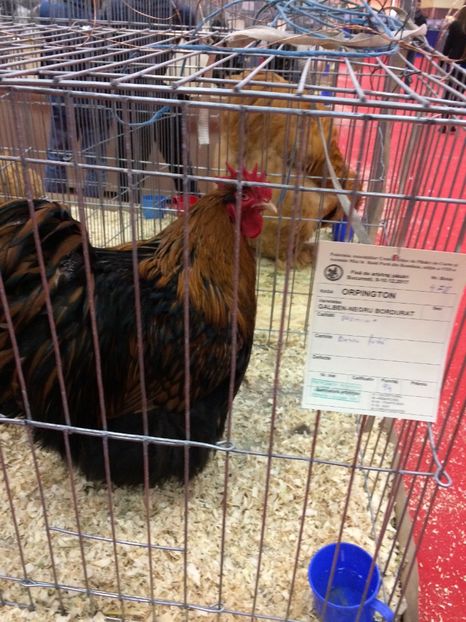  - Expoziția Naționala București 2017