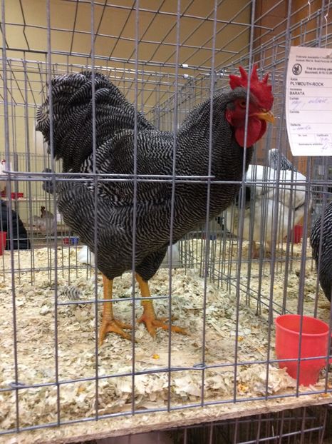  - Expoziția Naționala București 2017