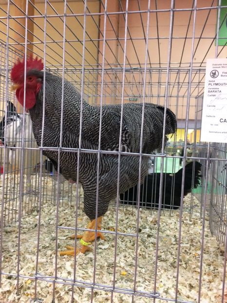  - Expoziția Naționala București 2017