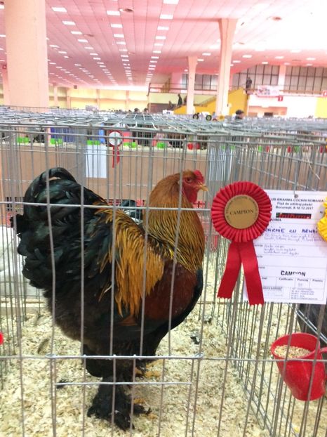  - Expoziția Naționala București 2017