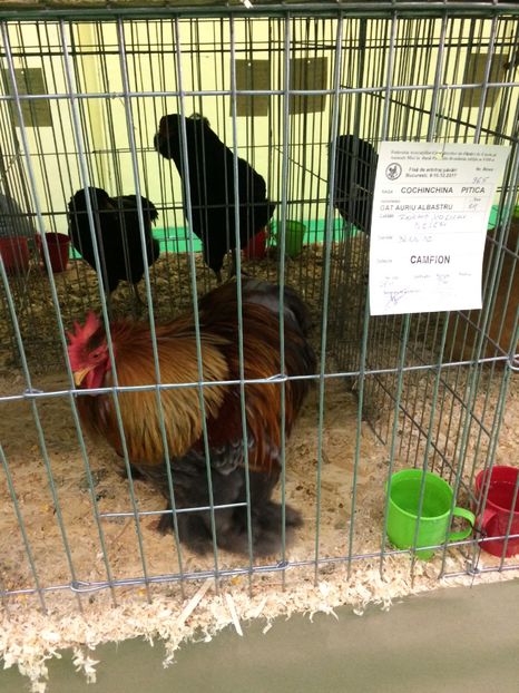  - Expoziția Naționala București 2017