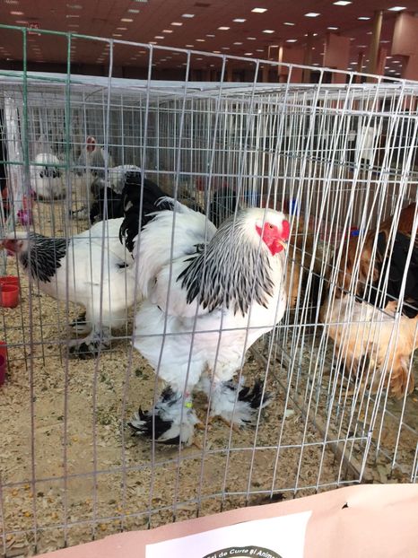  - Expoziția Naționala București 2017