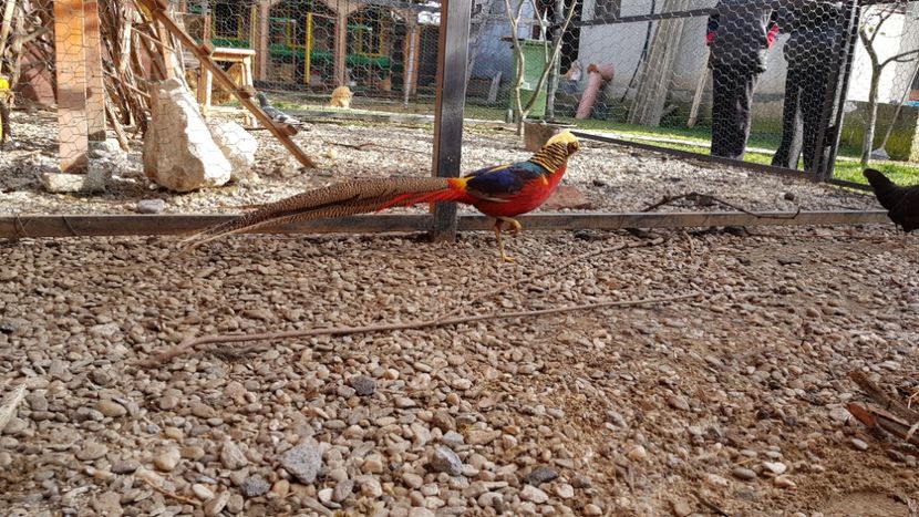  - 2017 Fazani auriu pe rosu