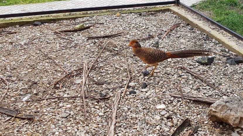  - 2017 Fazani auriu pe rosu